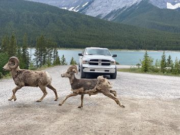 Two wild rams running across the road in front of Dodge Ram Limo